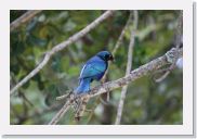 05KigaliToAkagara - 24 * Greater Blue-eared Starling.